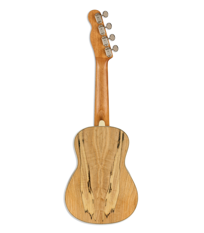 Fondo y aros en spalted maple del ukelele concierto Fender modelo Zuma WN Exotic