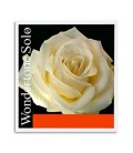 Violin String Wondertone E 4/4 315221