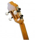 APC 101 Cavaquinho clavijeros