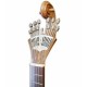 Guitarra Portuguesa APC GFHPLS Abeto Caoba Pintada a Mano